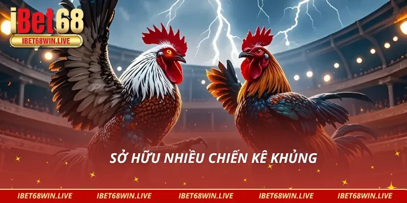 Tập hợp nhiều chiến kê đẳng cấp tại đá gà thomo