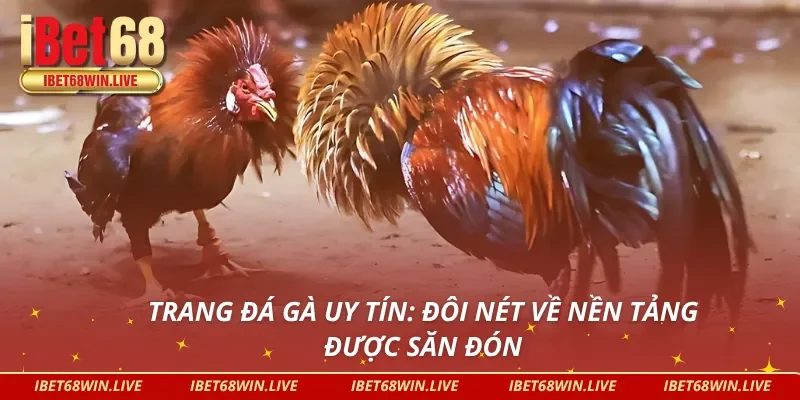 Trang đá gà uy tín IBET68: Những điều bạn nên biết trước khi tham gia