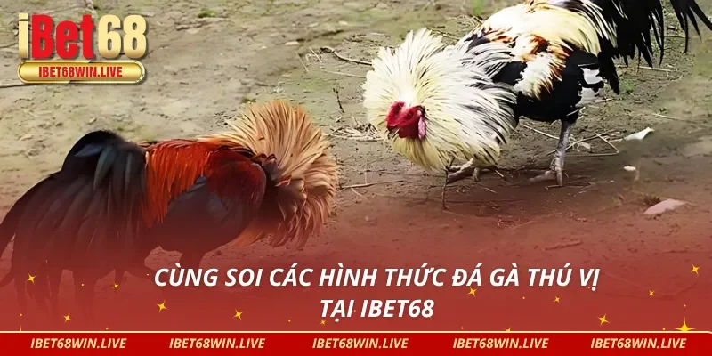 Mỗi loại hình, một trải nghiệm khám phá ngay trang đá gà uy tín IBET68